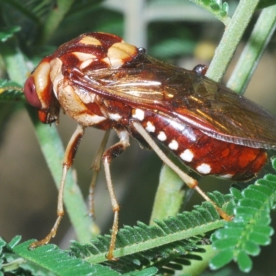 Pergagrapta polita (Sawfly) at The Pinnacle - 23 Mar 2020 by Harrisi