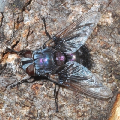 Rutilia (Donovanius) sp. (genus & subgenus) (A Bristle Fly) at Weetangera, ACT - 23 Mar 2020 by Harrisi