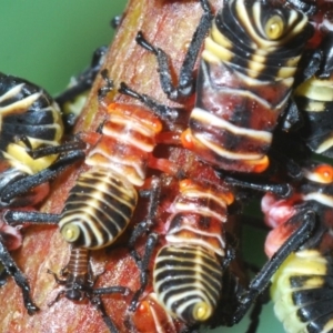 Eurymeloides pulchra at Molonglo Valley, ACT - 18 Mar 2020