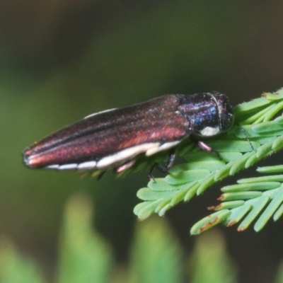 Agrilus hypoleucus (Hypoleucus jewel beetle) at The Pinnacle - 22 Mar 2020 by Harrisi