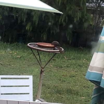 Macropygia phasianella (Brown Cuckoo-dove) at Cunjurong Point, NSW - 23 Mar 2020 by Tanya