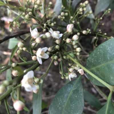 Synoum glandulosum (Scentless Rosewood) at Cunjurong Point, NSW - 18 Mar 2020 by Tanya