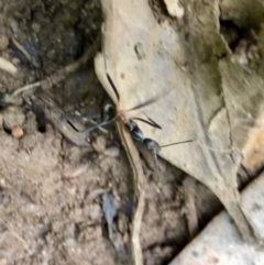 Leptomyrmex sp. (genus) (Spider ant) at Wattamolla, NSW - 23 Mar 2020 by WattaWanderer