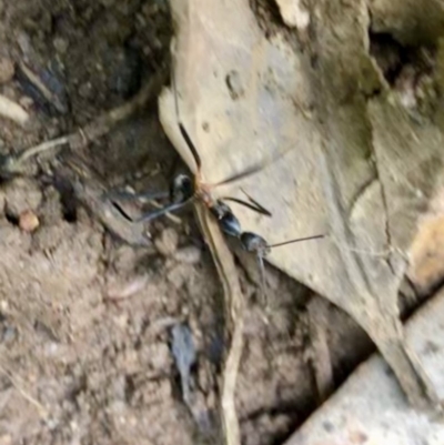 Leptomyrmex sp. (genus) (Spider ant) at Wattamolla, NSW - 23 Mar 2020 by WattaWanderer