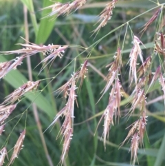 Phragmites australis (Common Reed) at Watson, ACT - 23 Mar 2020 by JaneR