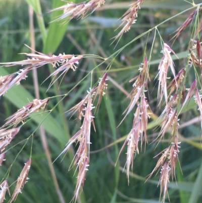 Phragmites australis (Common Reed) at Watson, ACT - 23 Mar 2020 by JaneR