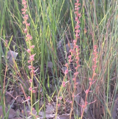 Haloragis heterophylla (Variable Raspwort) at Watson, ACT - 23 Mar 2020 by JaneR