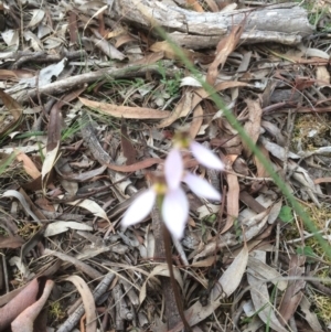 Eriochilus cucullatus at Hackett, ACT - suppressed