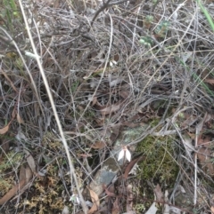 Eriochilus cucullatus at Hackett, ACT - suppressed