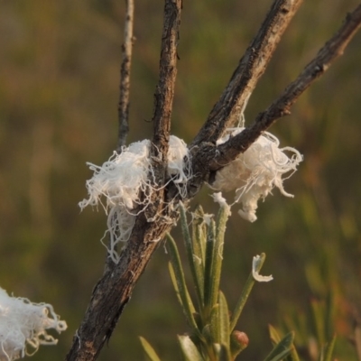 Callococcus acaciae (Burgan woolly scale) at Paddys River, ACT - 29 Dec 2019 by MichaelBedingfield