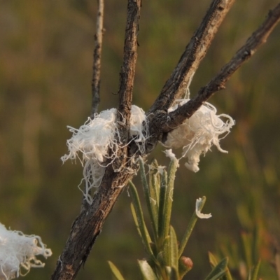 Callococcus acaciae (Burgan woolly scale) at Bullen Range - 29 Dec 2019 by michaelb