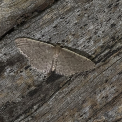 Idaea (genus) (A Geometer Moth) at Hackett, ACT - 9 Nov 2017 by GlennCocking