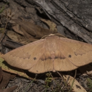 Monoctenia falernaria at Mount Clear, ACT - 20 Feb 2018