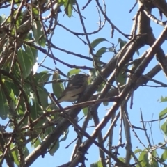 Pachycephala pectoralis (Golden Whistler) at Spence, ACT - 23 Mar 2020 by Watermilli