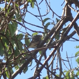 Pachycephala pectoralis at Spence, ACT - 23 Mar 2020