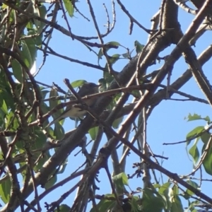 Pachycephala pectoralis at Spence, ACT - 23 Mar 2020