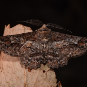 Cleora displicata at Paddys River, ACT - 11 Nov 2018 12:00 AM