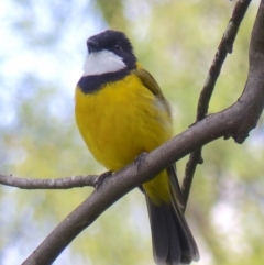 Pachycephala pectoralis (Golden Whistler) at Black Range, NSW - 24 Mar 2020 by MatthewHiggins