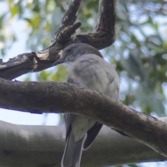 Colluricincla harmonica (Grey Shrikethrush) at Black Range, NSW - 24 Mar 2020 by MatthewHiggins