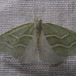 Euloxia meandraria at Paddys River, ACT - 16 Mar 2018