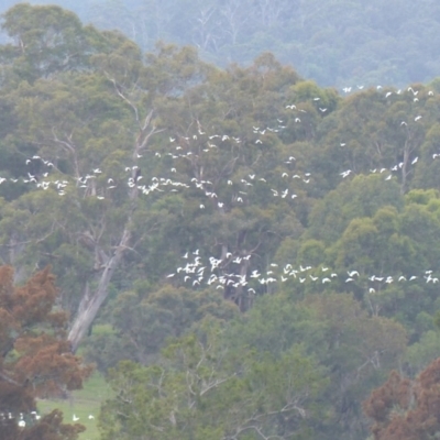 Cacatua sanguinea (Little Corella) at Bega, NSW - 24 Mar 2020 by MatthewHiggins