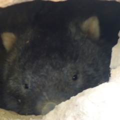 Vombatus ursinus (Common wombat, Bare-nosed Wombat) at Black Range, NSW - 24 Mar 2020 by MatthewHiggins