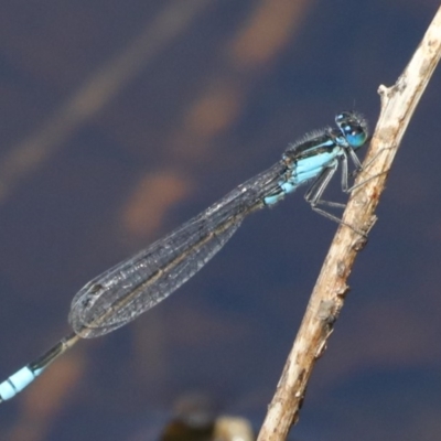 Ischnura heterosticta (Common Bluetail Damselfly) at Rosedale, NSW - 22 Mar 2020 by jbromilow50