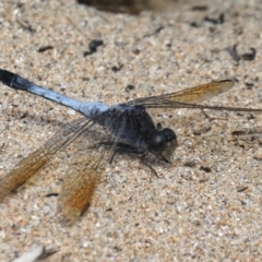 Orthetrum caledonicum (Blue Skimmer) at Rosedale, NSW - 22 Mar 2020 by jbromilow50