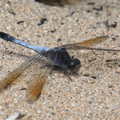 Orthetrum caledonicum (Blue Skimmer) at Rosedale, NSW - 22 Mar 2020 by jb2602