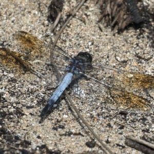 Orthetrum caledonicum at Rosedale, NSW - 22 Mar 2020 11:17 AM