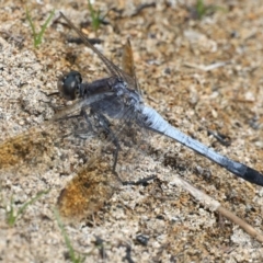 Orthetrum caledonicum at Rosedale, NSW - 22 Mar 2020 11:17 AM