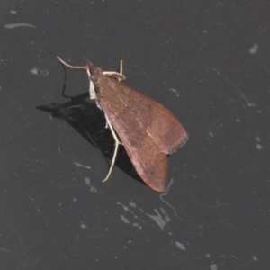 Uresiphita ornithopteralis at Higgins, ACT - 23 Mar 2020