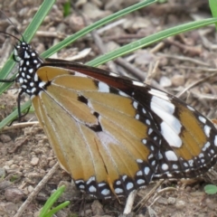 Danaus petilia (Lesser wanderer) at Symonston, ACT - 24 Mar 2020 by SandraH