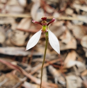 Eriochilus cucullatus at Hackett, ACT - suppressed