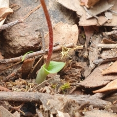 Eriochilus cucullatus at Hackett, ACT - suppressed