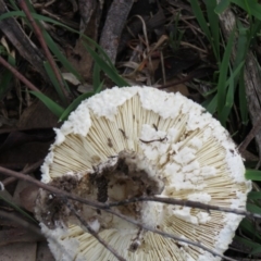 Amanita sp. at Symonston, ACT - 24 Mar 2020 08:10 AM