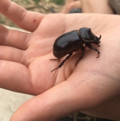 Dasygnathus sp. (genus) (Rhinoceros beetle) at Griffith, ACT - 24 Mar 2020 by alexwatt