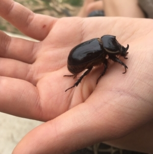 Dasygnathus sp. (genus) at Griffith, ACT - 24 Mar 2020