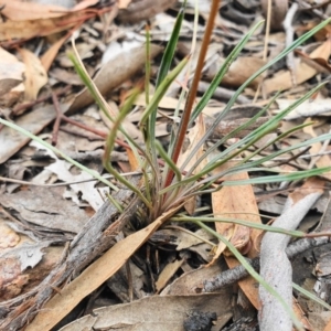 Stylidium graminifolium at Acton, ACT - 24 Mar 2020