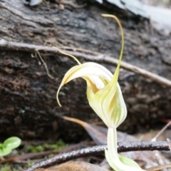 Diplodium ampliatum (Large Autumn Greenhood) at Hackett, ACT - 5 Apr 2014 by AaronClausen