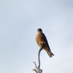 Falco longipennis at Deakin, ACT - 24 Mar 2020 04:45 PM