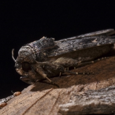 Proteuxoa bistrigula (An Owlet Moth) at Hackett, ACT - 14 Apr 2018 by GlennCocking