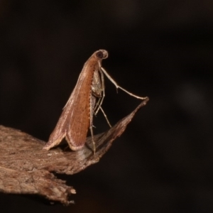 Endotricha ignealis at Paddys River, ACT - 11 Nov 2018