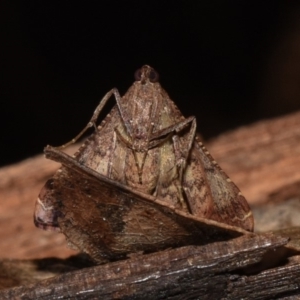 Endotricha ignealis at Paddys River, ACT - 11 Nov 2018