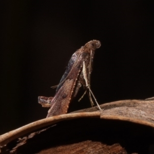 Endotricha ignealis at Paddys River, ACT - 11 Nov 2018