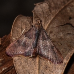 Endotricha ignealis at Paddys River, ACT - 11 Nov 2018