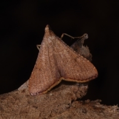 Endotricha ignealis at Paddys River, ACT - 11 Nov 2018