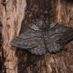 Hypobapta percomptaria (Southern Grey) at Hackett, ACT - 10 Nov 2018 by GlennCocking