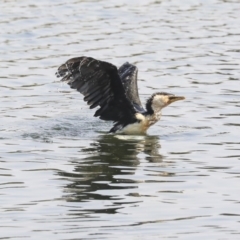 Microcarbo melanoleucos (Little Pied Cormorant) at Gungahlin, ACT - 4 Feb 2020 by Alison Milton