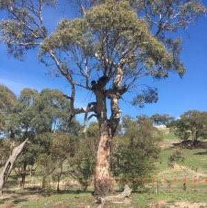 Eucalyptus rubida subsp. rubida at Burra, NSW - 21 Mar 2020